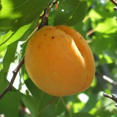 Абрикос ОРЛОВЧАНИН  в Полоцке