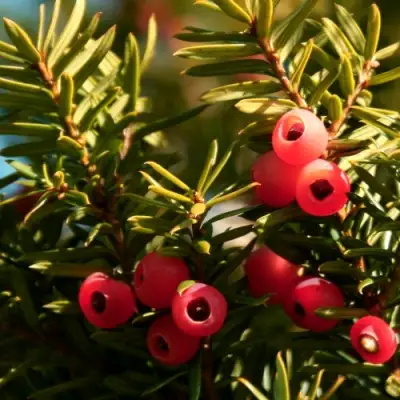 Тис ЭЛЕГАНТИССИМА ягодный в Полоцке