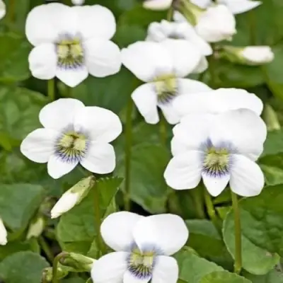 Фиалка АЛЬБИФЛОРА сестринская в Полоцке