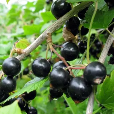 Смородина чёрная ЧЁРНЫЙ АИСТ в Полоцке