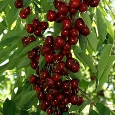 Черешня ХЕЛЕНА колоновидная в Полоцке