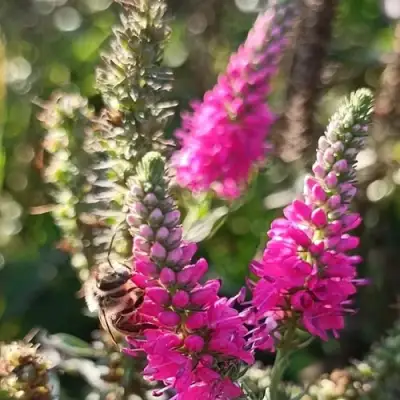 Вероника РОЗЕА колосковая в Полоцке