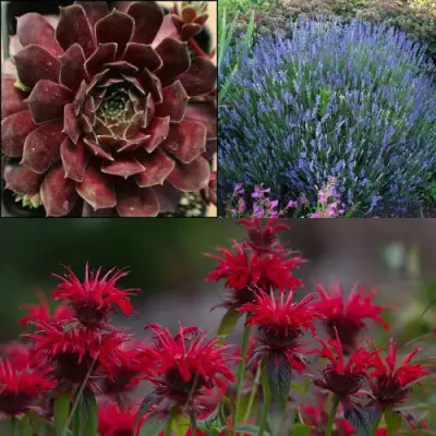 Комплект ФИОЛЕТОВОЕ ВДОХНОВЕНИЕ в Полоцке