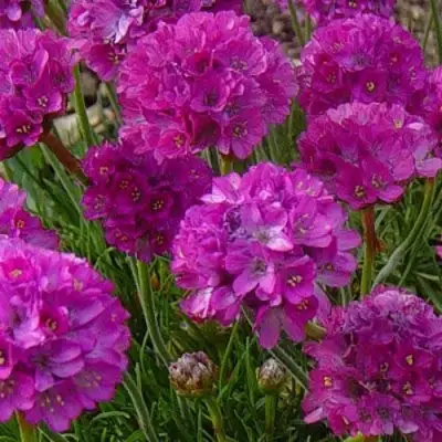 Армерия МОНИНГ СТАР ДИП РОУЗ в Полоцке