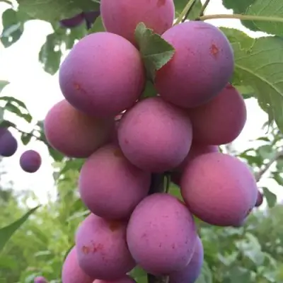 Слива ИМПЕРИАЛ колонновидная в Полоцке