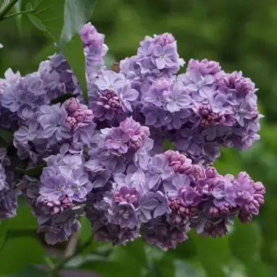 Сирень КАТЕРИНА ХАВЕМЕЙЕР в Полоцке