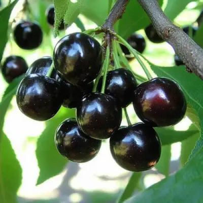 Вишня РОССОШАНСКАЯ ЧЕРНАЯ в Полоцке