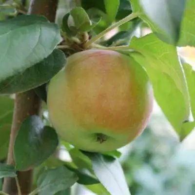 Яблоня ПОДСНЕЖНИК стелющаяся в Полоцке