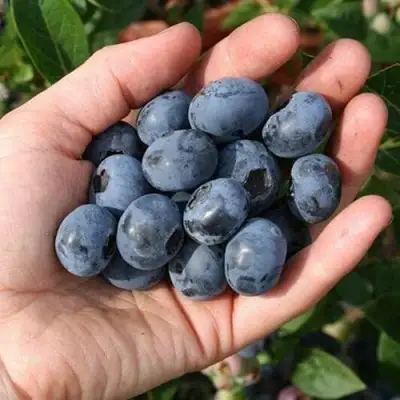 Голубика ПАТРИОТ в Полоцке