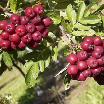 Рябина БУРКА сладкоплодная в Полоцке