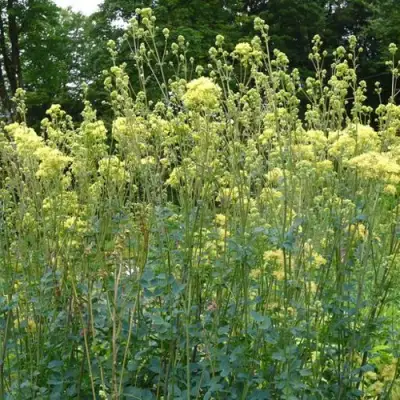 Василистник ГЛАУКУМ желтый в Полоцке