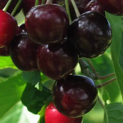 Черешня ВАЛЕРИЙ ЧКАЛОВ в Полоцке