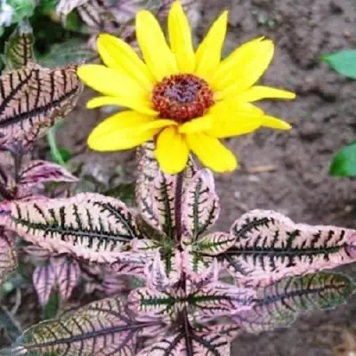 Гелиопсис САММЕР ПИНК в Полоцке