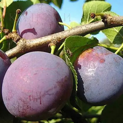 Слива СТАРТОВАЯ в Полоцке