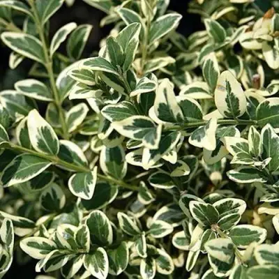 Бирючина ВАРИЕГАТУМ овальнолистная в Полоцке