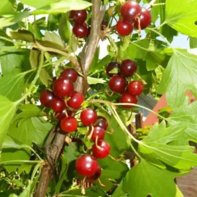 Смородина золотистая ВИШНЕВАЯ в Полоцке