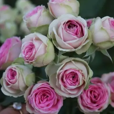 Роза МИМИ ЭДЕН спрей в Полоцке