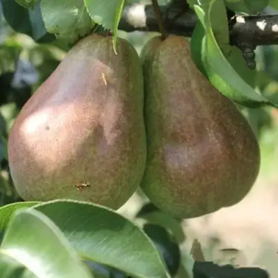 Груша БРЯНСКАЯ КРАСАВИЦА в Полоцке