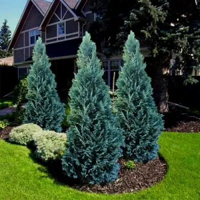 Кипарисовик ВАН ПЕЛЬТС БЛЮ лавсона в Полоцке