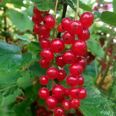 Смородина красная КОНСТАНТИНОВСКАЯ в Полоцке