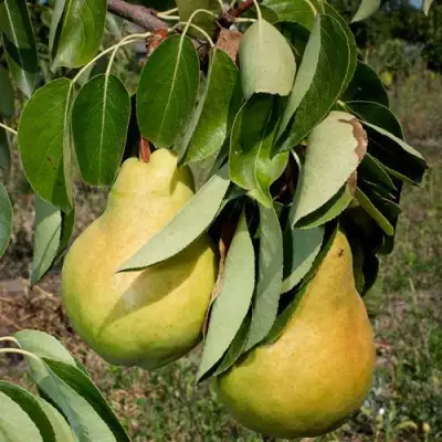 Груша ДЮШЕС ЛЕТНИЙ в Полоцке