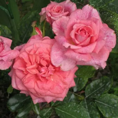 Роза ПЬЕР КАРДЕН чайно-гибридная в Полоцке