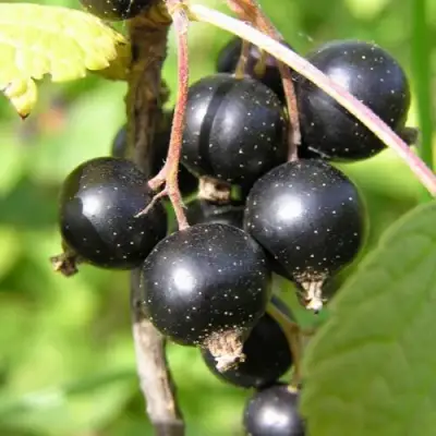 Смородина чёрная ПАМЯТЬ ВАВИЛОВА в Полоцке