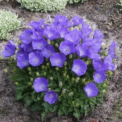 Колокольчик САНТА карпатский в Полоцке