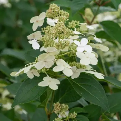 Гортензия ПРИМ ВАЙТ метельчатая в Полоцке