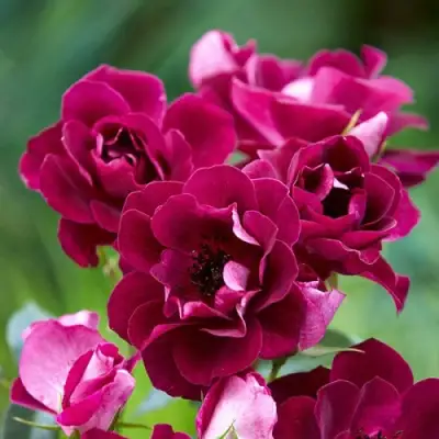 Роза БУРГУНДИ АЙС флорибунда в Полоцке