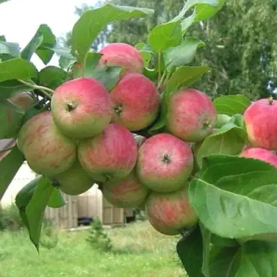 Яблоня ГРУШОВКА МОСКОВСКАЯ в Полоцке