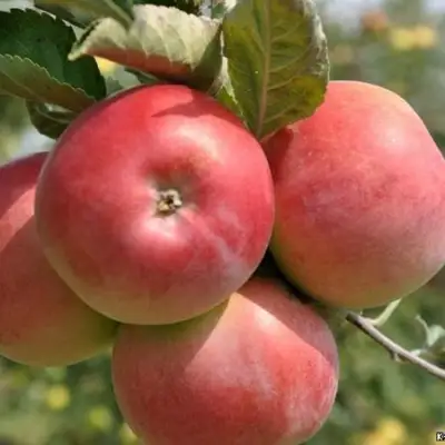 Яблоня ВЭМ-РОЗОВЫЙ в Полоцке