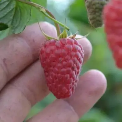 Малина КОРПИКО в Полоцке