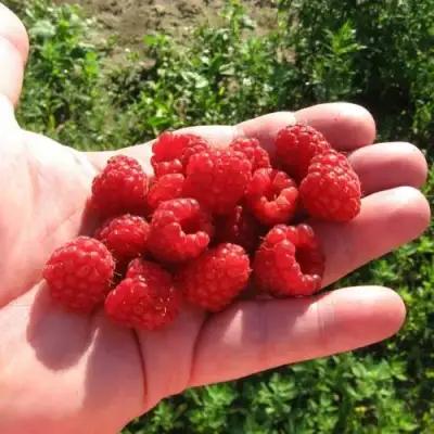 Малина БАЛЬЗАМ в Полоцке