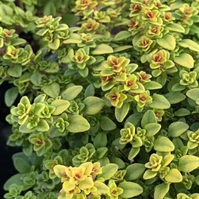 Тимьян АРЧЕРЗ ГОЛД в Полоцке