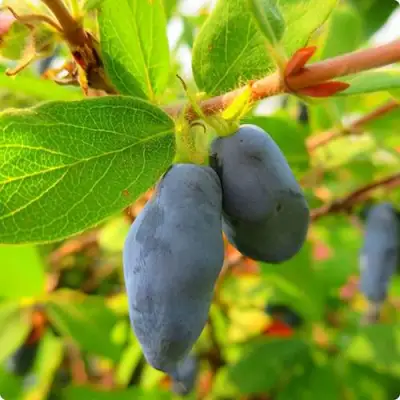 саженцы жимолости бореал близзард