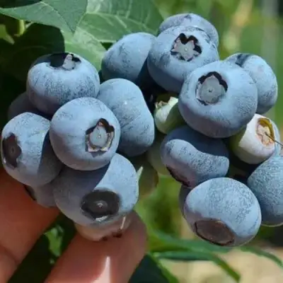 Голубика СИЕРРА в Полоцке