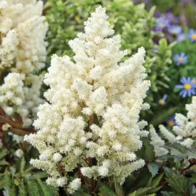 Астильба ХЭППИ ДЕЙ Арендса в Полоцке