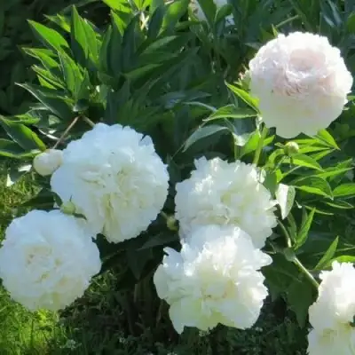 Пион МУН ОВЕР БАРРИНГТОН травянистый в Полоцке