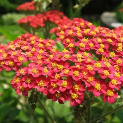 Тысячелистник ПАПРИКА обыкновенный в Полоцке