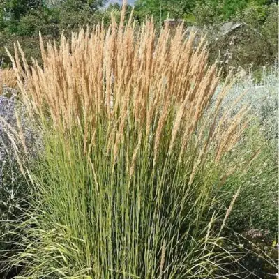 Вейник АВАЛАНШ остроцветковый в Полоцке