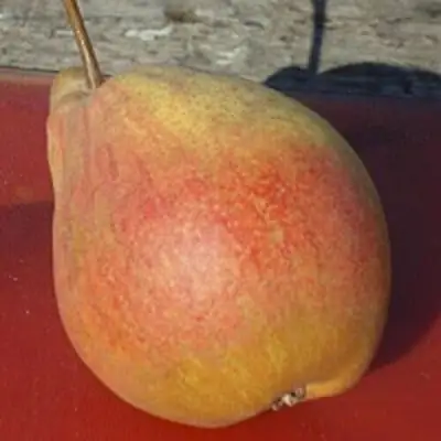 Груша ТАТЬЯНА в Полоцке