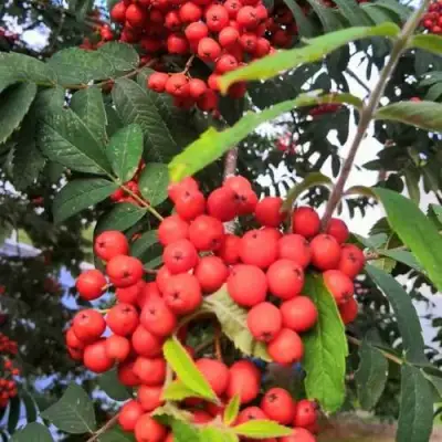 Рябина НЕВЕЖИНСКАЯ сладкоплодная в Полоцке