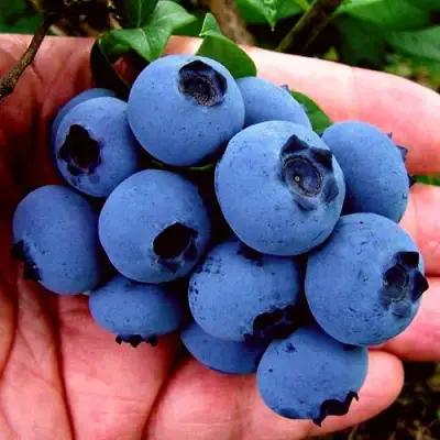 Голубика РЕКА в Полоцке