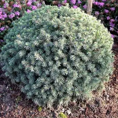 Ель ЭХИНИФОРМИС сизая в Полоцке