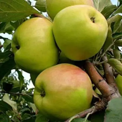 Яблоня БРАТ ЧУДНОГО стелющаяся в Полоцке