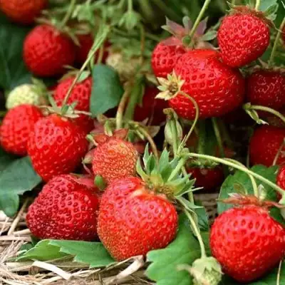 Клубника САН АНДРЕАС ремонтантная в Полоцке