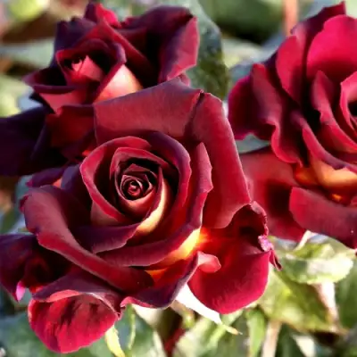 Роза ЭДДИ МИТЧЕЛЛ чайно-гибридная в Полоцке