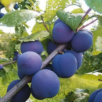 Слива КРОМАНЬ в Полоцке