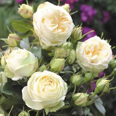 Роза ВЕНДИНГ ПИАНО чайно-гибридная в Полоцке